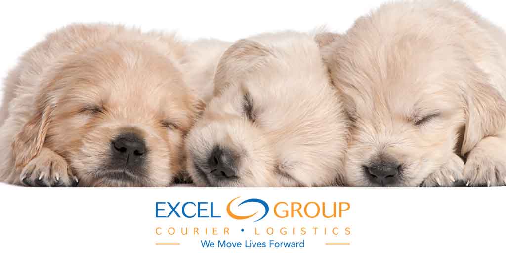 Pet Courier Services by Excel Courier: Good News on a Ruff Day